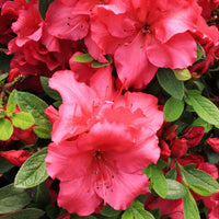 Heirloom Red Azalea Rhododendron Flower Seeds for Planting â€“ Non-GMO Garden Seeds
