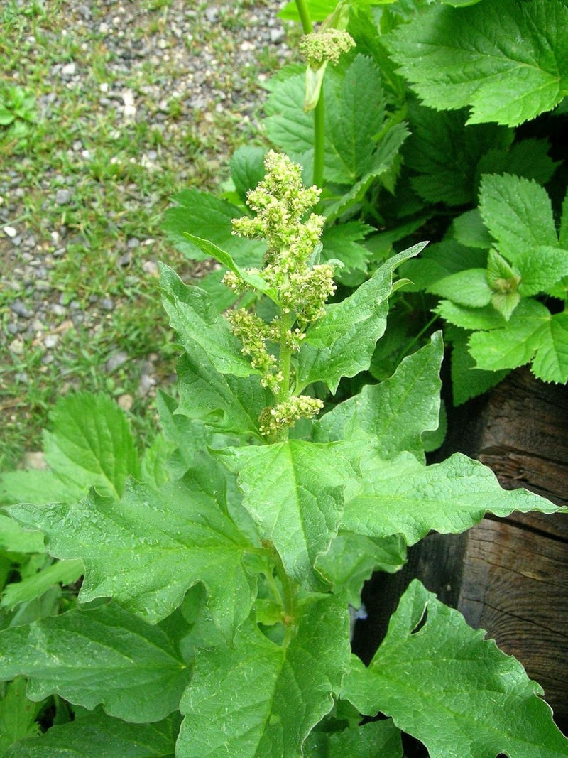 King Henry Plant Seeds for Planting - 100 pcs seeds for planting in home garden