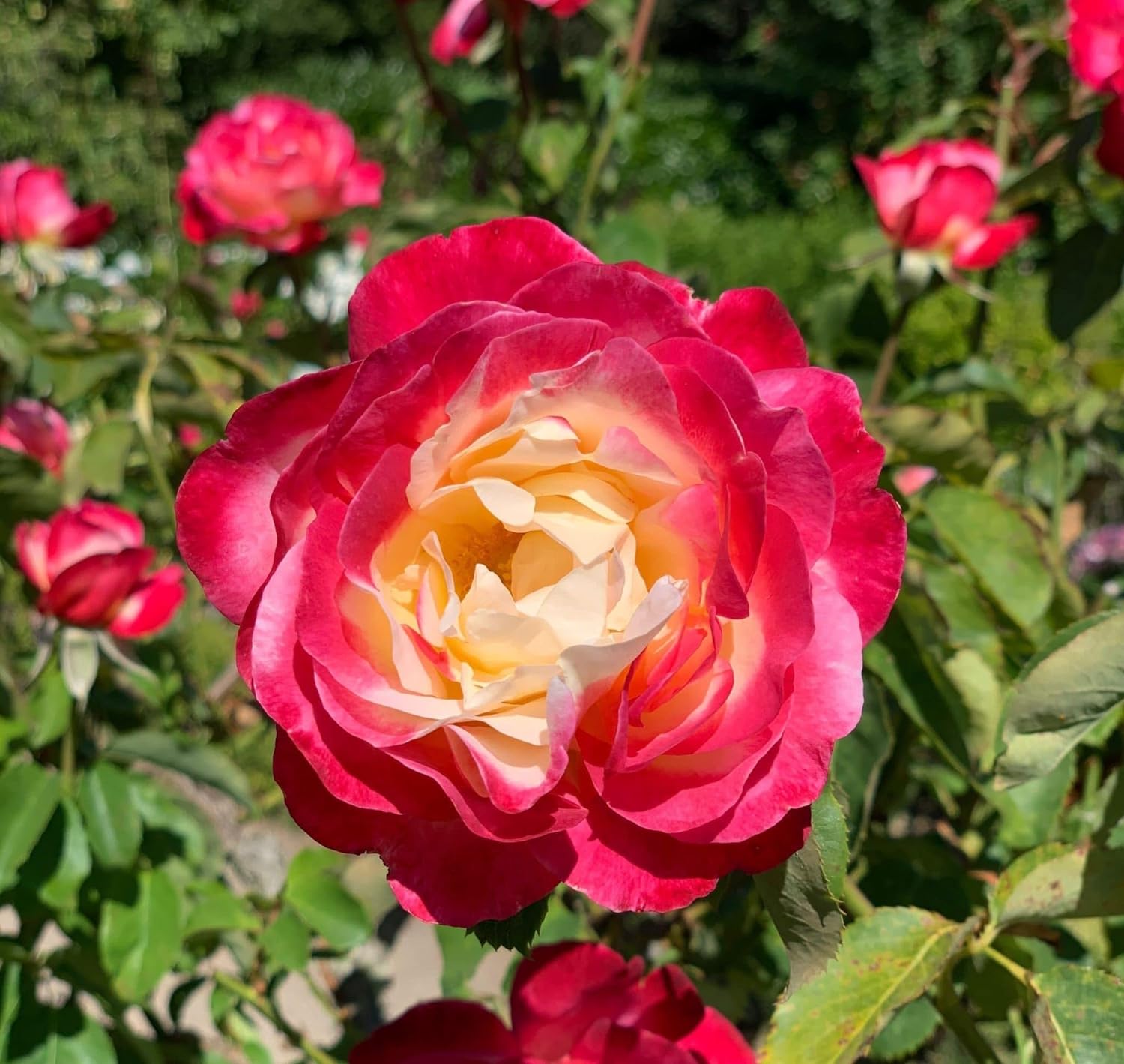 Pink and Yellow Rose Plant Seeds Non-GMO Heirloom Garden Seeds for Planting and Growing for planting in your garden.