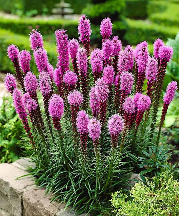 Lavender Liatris Flower Seeds for Planting NON GMO Seeds