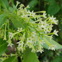 Heirloom (Heirloom scientific name) for planting in garden
