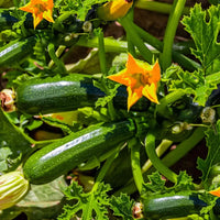 Climbing Zucchini Vegetable Seeds