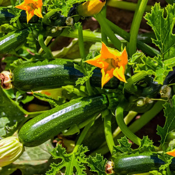 Climbing Zucchini Vegetable Seeds