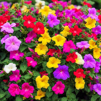 Mixed Mirabilis Jalapa Flower Seeds ƒ?? Heirloom Non-GMO Blooms for Colorful Garden Planting