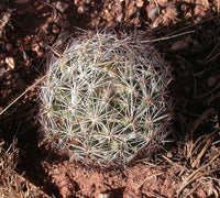 Heirloom Escobaria Vivipara Flower Seeds for Planting, Non-GMO