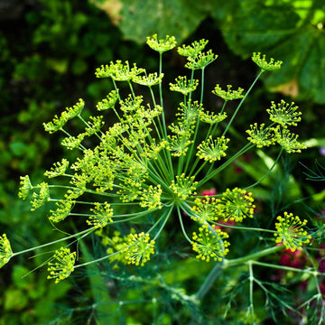 Heirloom Non-GMO Anethum Graveolens Seeds for Planting ƒ?? Aromatic Green Dill Herb for Culinary and Medicinal Use for planting in your garden.