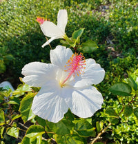 White Hibiscus Heirloom Non-GMO Seeds for Planting - Hibiscus for planting in home garden