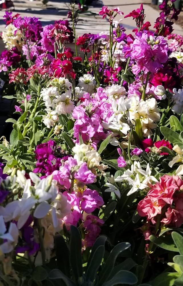 Purple & White Matthiola Incana Seeds ƒ?? Elegant Flower Seeds for Planting