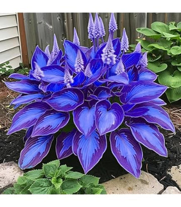 Hardy Hosta bulbs growing into a beautiful perennial garden plant with large leaves


