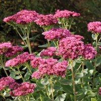 Sedum Emperors Flower Seeds for Planting - NON GMO Seeds
