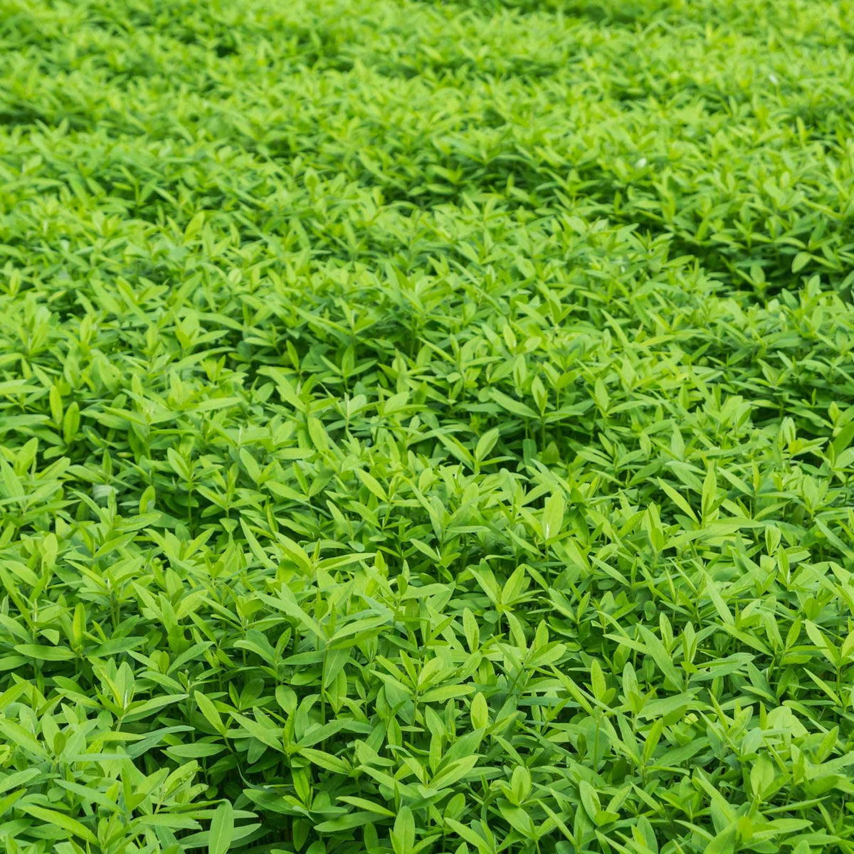 No-Till Cover Crop Seed Mix for Garden Beds, Raised Beds & Outdoor Growing