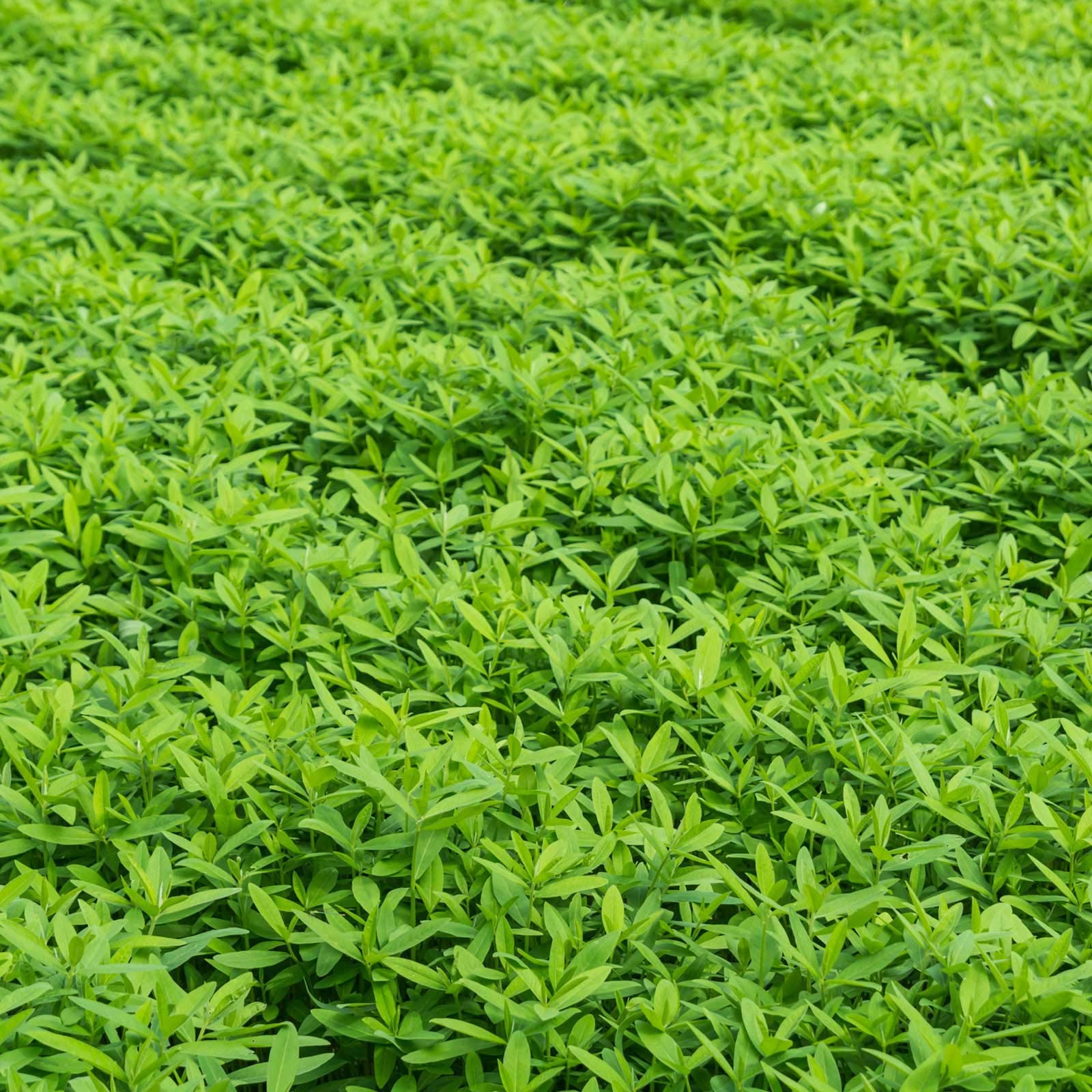 No-Till Cover Crop Seed Mix for Garden Beds, Raised Beds & Outdoor Growing