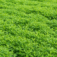No-Till Cover Crop Seed Mix for Garden Beds, Raised Beds & Outdoor Growing