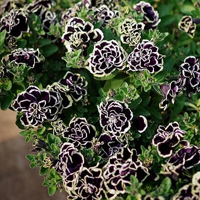 Petunia Merlin Morn Pink Seeds for Planting - Heirloom, NON-GMO Flower Seeds - Vibrant Pink Blooms