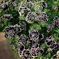 Petunia Merlin Morn Pink Seeds for Planting - Heirloom, NON-GMO Flower Seeds - Vibrant Pink Blooms