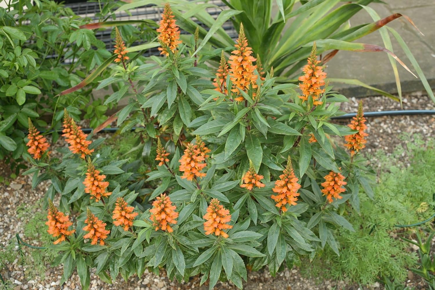 Isabelliana Flower Seeds for Planting, Heirloom, Non-GMO, 100 pcs