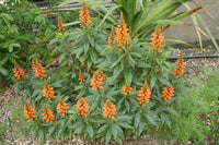 Isabelliana Flower Seeds for Planting, Heirloom, Non-GMO, 100 pcs