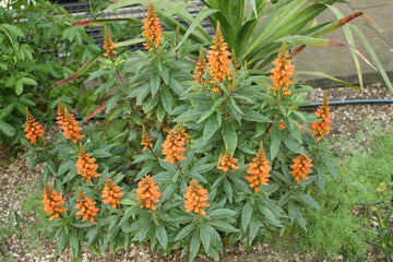 Isabelliana Flower Seeds for Planting, Heirloom, Non-GMO, 100 pcs for planting in home garden