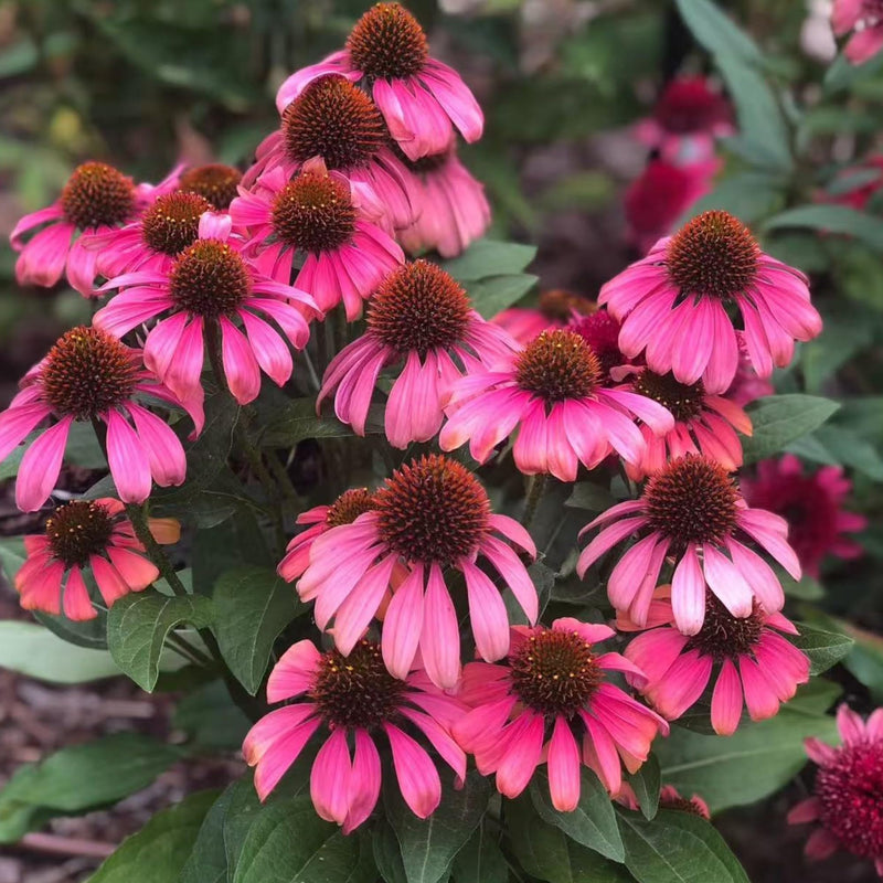 Coneflower Seeds Heirloom Non GMO Planting - 100 pcs