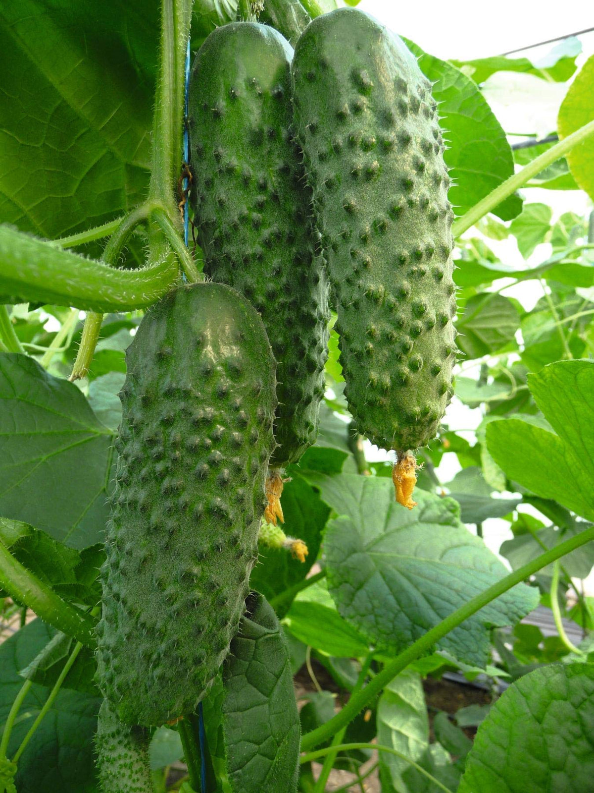 Titus F1 Cucumber Seeds | Mid-Early GMO-Free Garden Variety for Home Growing