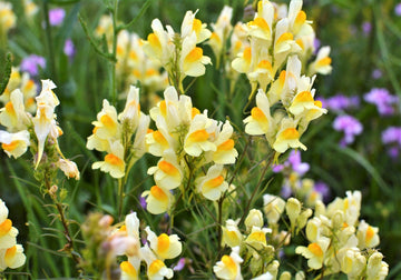 Oldfield Toadflax Seeds for Planting - 100 pcs seeds for planting in home garden