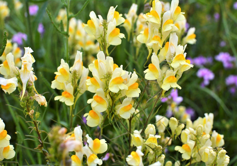Oldfield Toadflax Seeds for Planting - 100 pcs seeds for planting in home garden