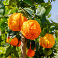Bitter Orange Fruit Seeds