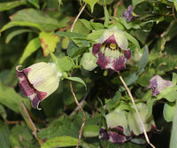 Heirloom Green Purple Hibiscus Flower Seeds for Planting ƒ?? Non-GMO, Unique Tropical Garden Blooms