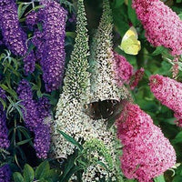 Mix Buddleia Butterfly Bush Flower Seeds for Planting - NON GMO Seeds