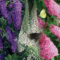 Mix Buddleia Davidii Plant Seeds for Planting ƒ?? Vibrant, Heirloom, Non-GMO Flower Seeds