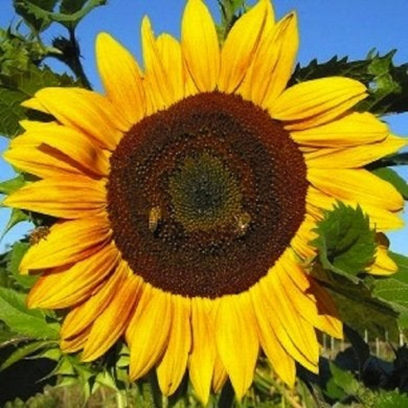 Sunzilla Sunflower Seeds â€“ Heirloom, Non-GMO Giant Sunflower Seeds for Planting Gardens for planting in home garden