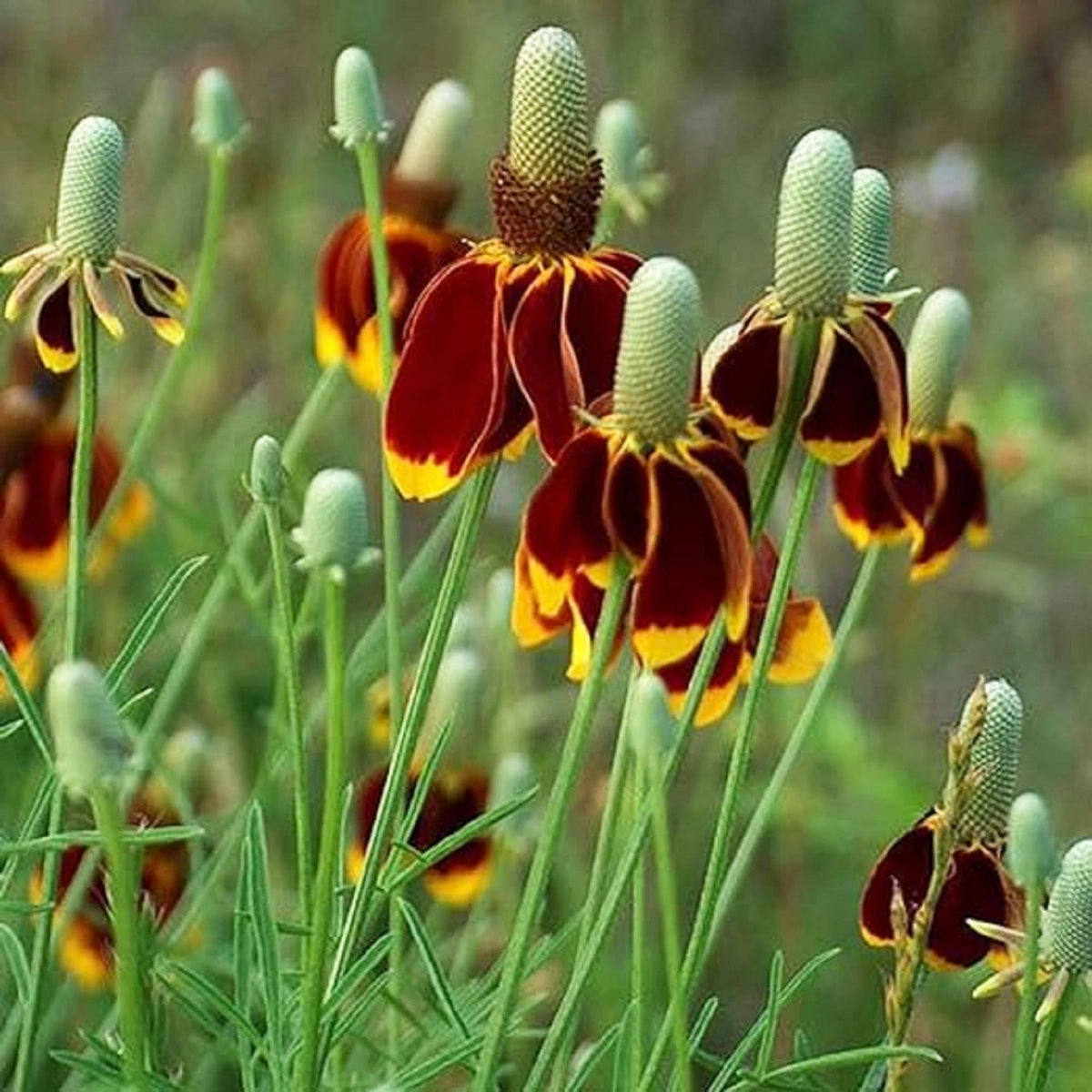 Hat Coneflower Seeds Heirloom Non GMO Planting - 100 pcs