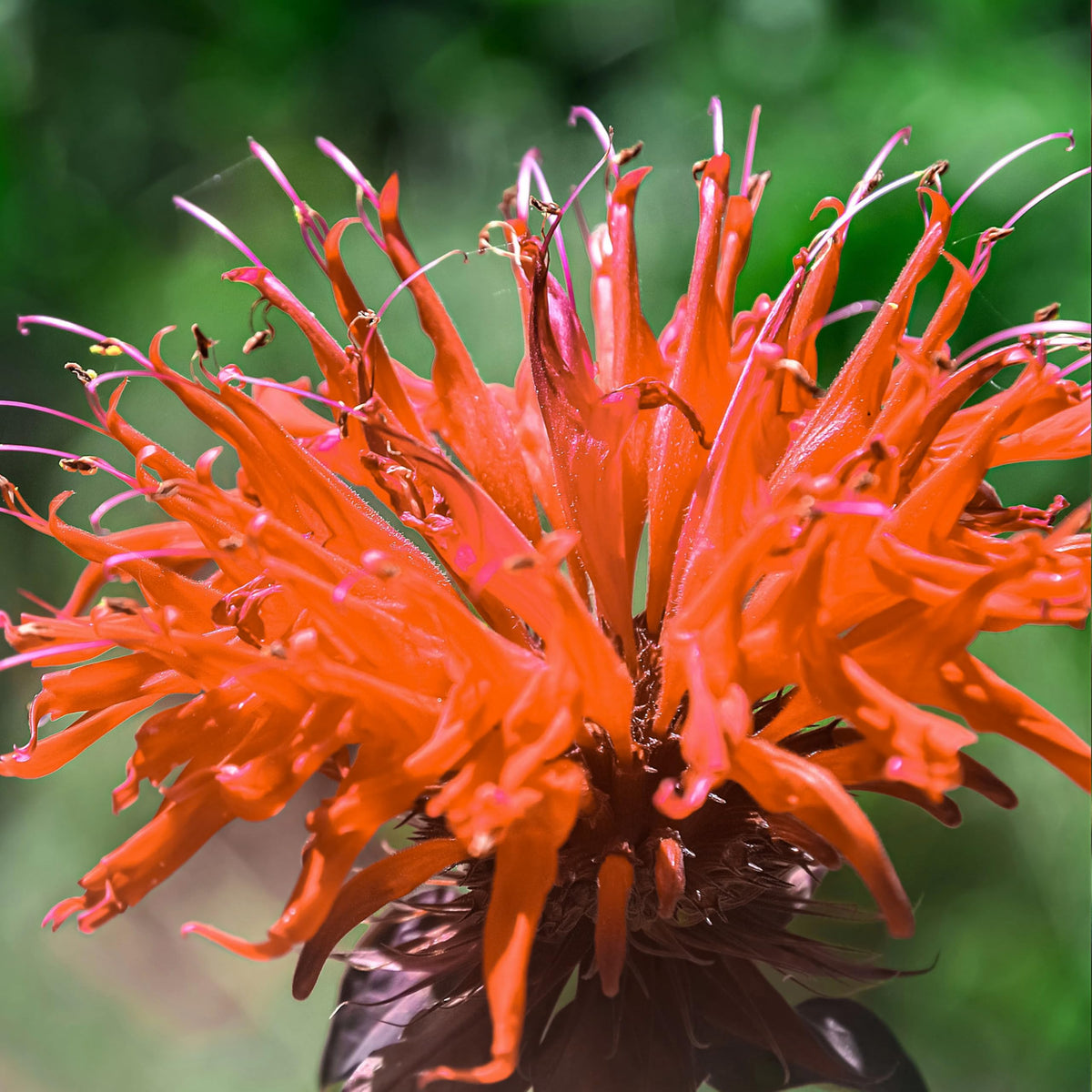 Beebalm Flower Seeds Heirloom Non GMO Planting - 100 pcs