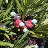Heirloom Non-GMO Podocarpus Macrophyllus Plant Seeds for Planting