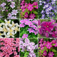 Mixed Colors Clematis Flower Vines Perennial Climbing Flower Seeds for Planting