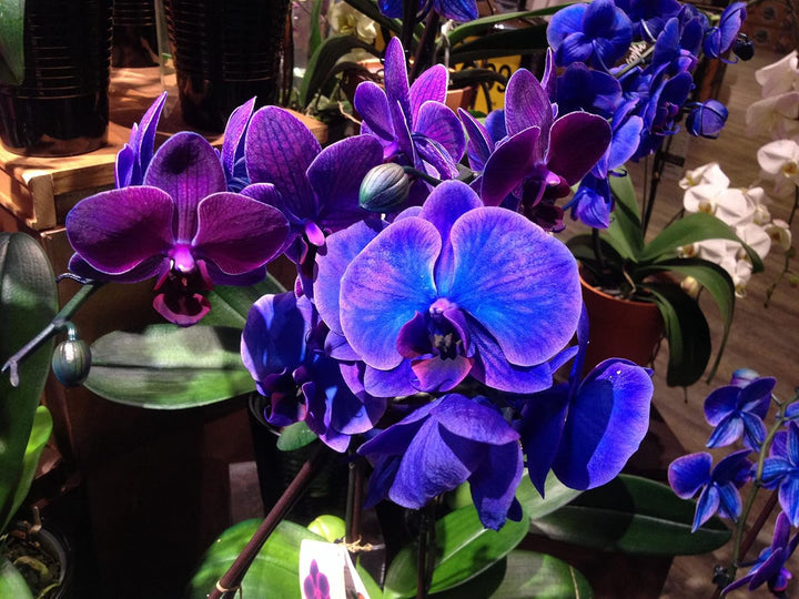 Organic Blue-Purple Phalaenopsis Orchid Seeds for Planting ƒ?? Heirloom, Non-GMO Seeds