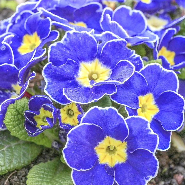 Heirloom Non-GMO Blue Evening Primrose Flower Seeds for Planting – Fragrant Garden Blooms