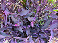 Tradescantia Pallida Plant Seeds for Planting - NON GMO Seeds