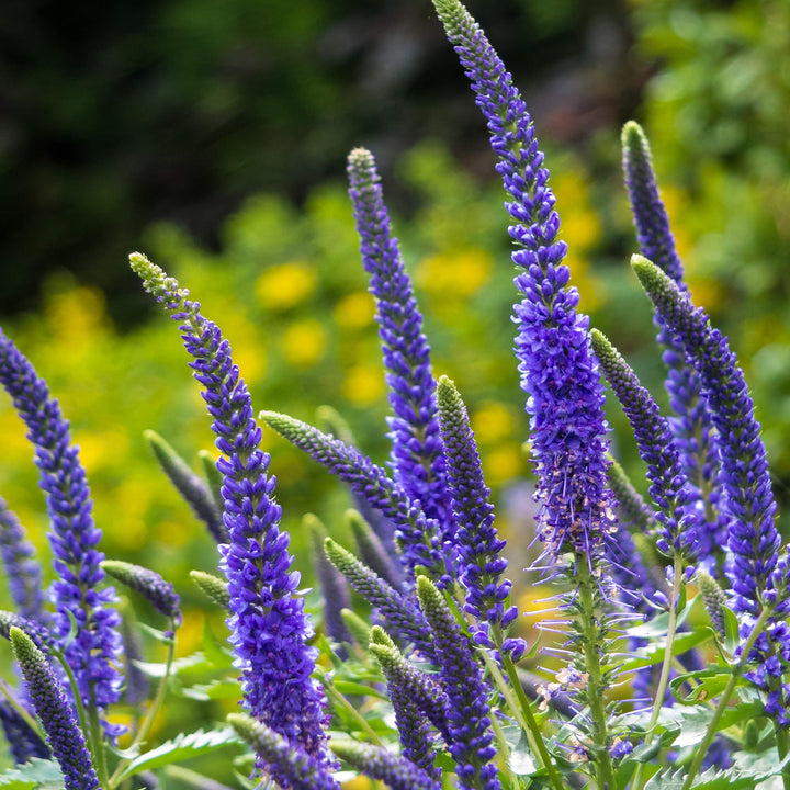 Veronica Plant Seeds for Planting - 100 pcs