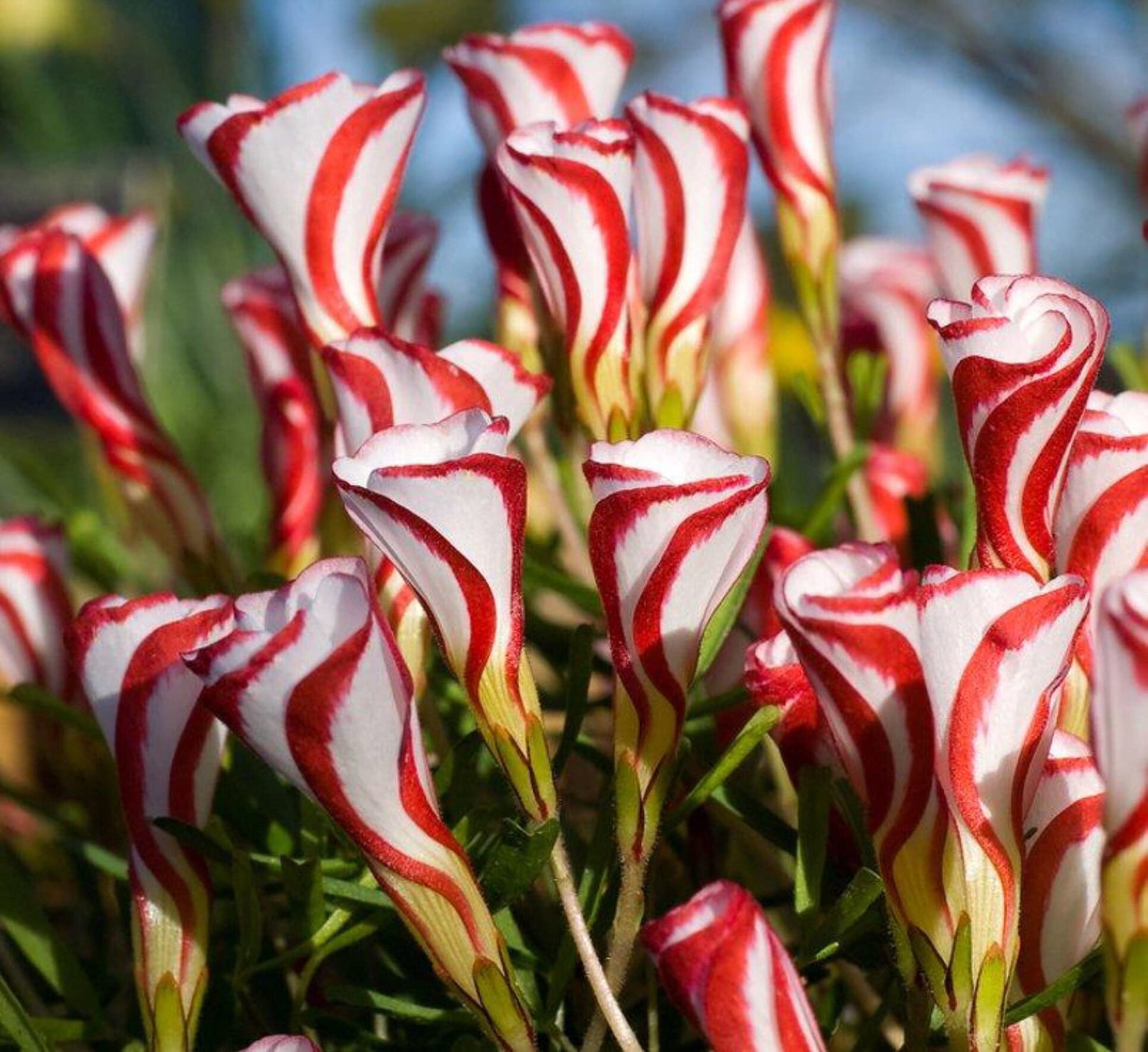 Oxalis Versicolor Flower Seeds – Heirloom, Non-GMO Seeds for Planting Striking Garden Blooms - Versicolor for planting in home garden