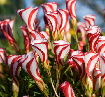 Oxalis Versicolor Flower Seeds – Heirloom, Non-GMO Seeds for Planting Striking Garden Blooms - Versicolor for planting in home garden