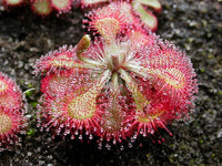 Heirloom Non-GMO Pink Sundew Flower Seeds for Garden Planting – Carnivorous Ornamental Blooms