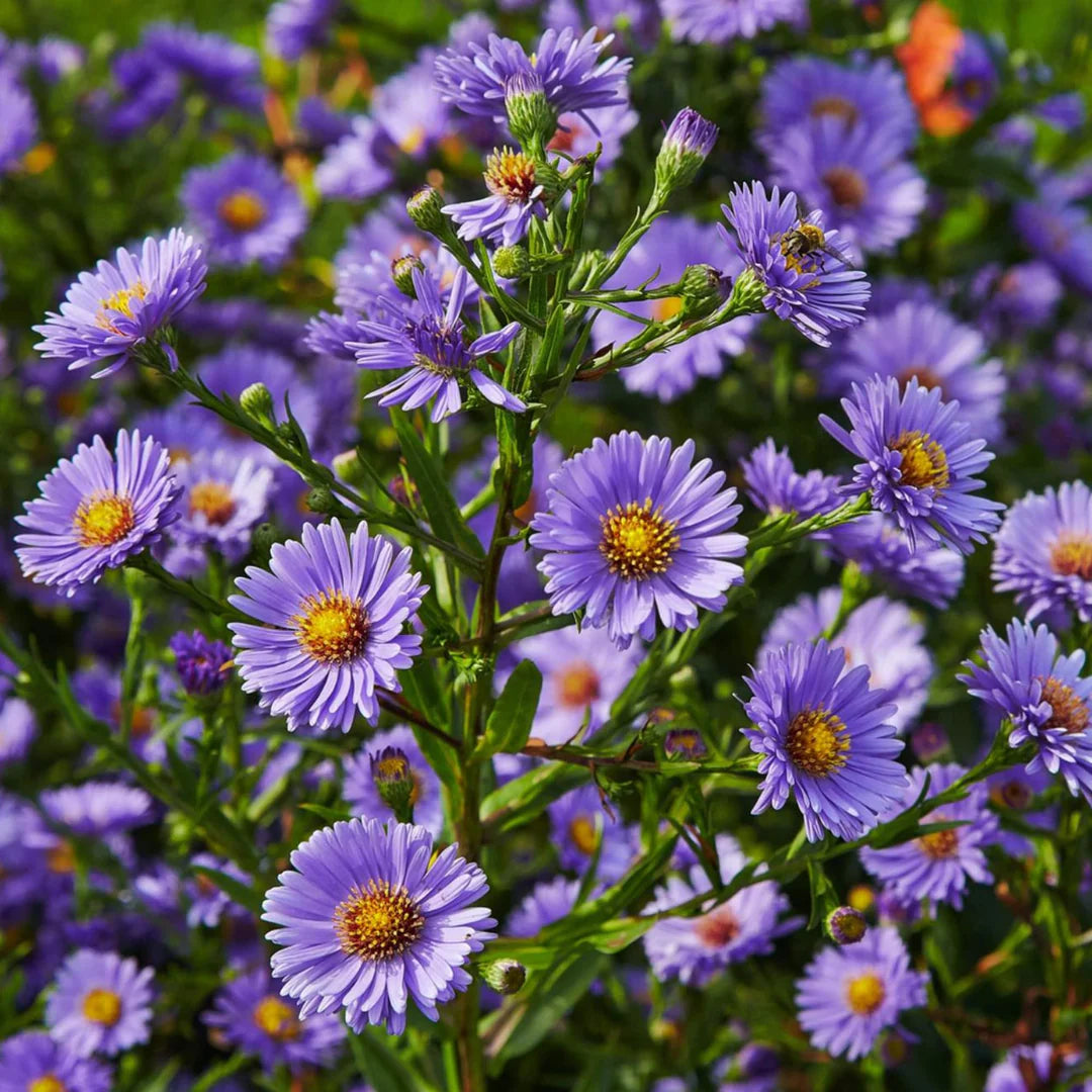 Aster Flower Seeds Heirloom Non GMO Planting - 100 pcs