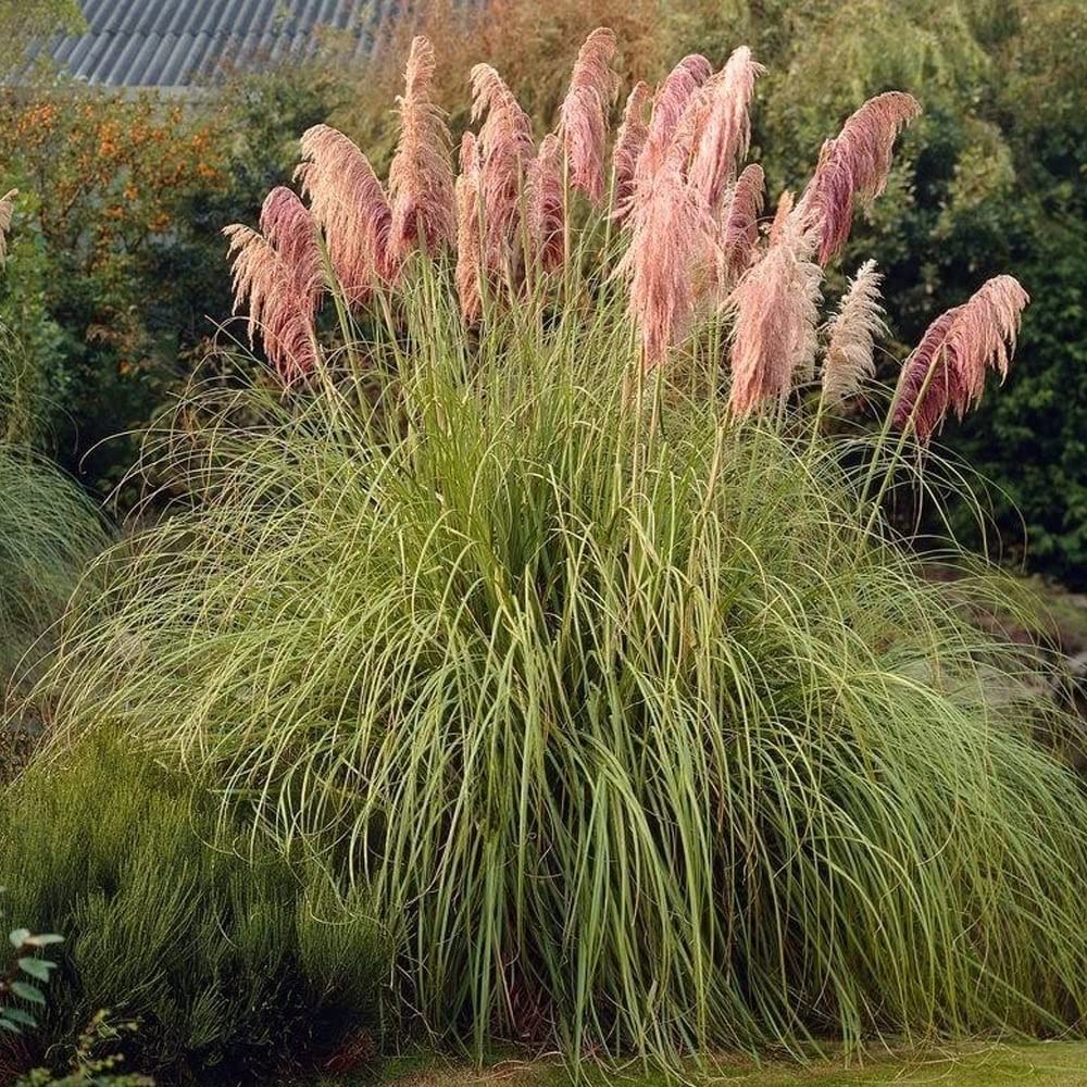 Blush Pampas Grass Seed
