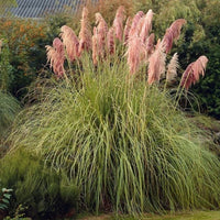 Blush Pampas Grass Seed