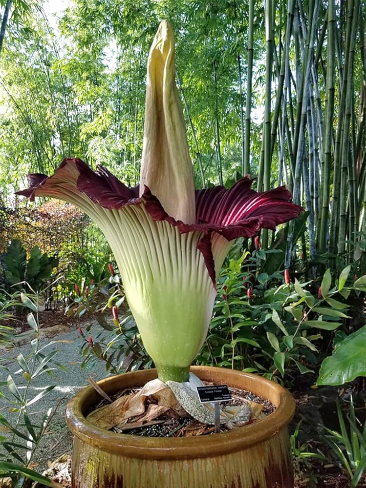 Heirloom Non-GMO Amorphophallus Flower Seeds for Rare and Exotic Garden Planting