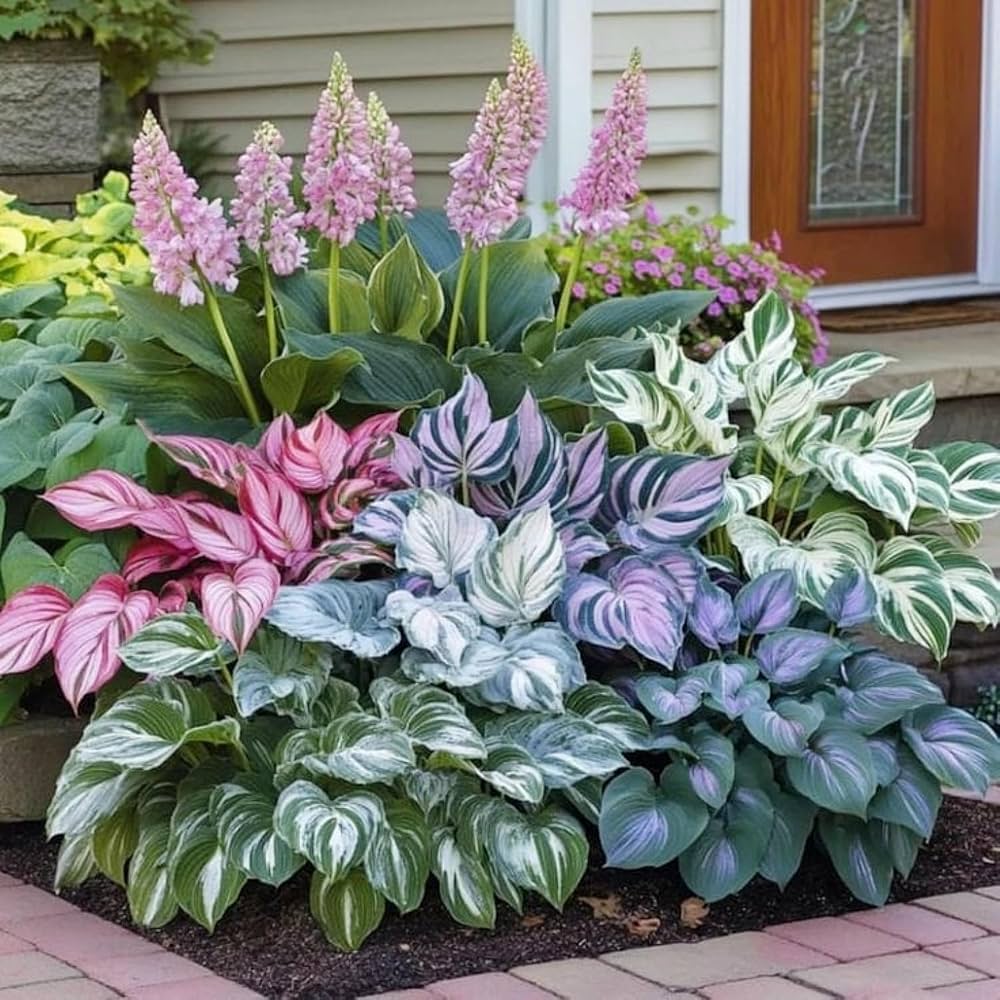 Perennial Hosta foliage growing in a shaded garden