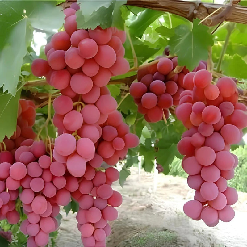 Red Globe Grape Fruit Seeds
