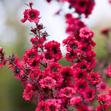 Pink Manuka Honey Teatree Leptospermum Scoparium Flower Seeds for Planting - 100 pcs seeds for planting in home garden