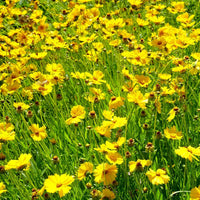 Heirloom Non-GMO Tickseed Flower Seeds for Planting – Vibrant Pollinator-Friendly Garden Blooms - Non-GMO for planting in home garden